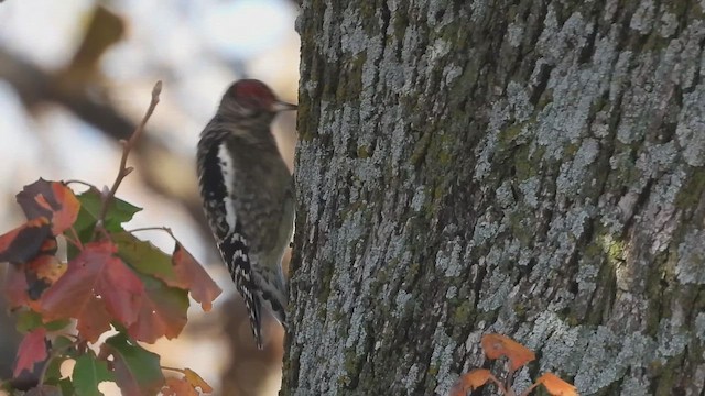 Yellow-bellied Sapsucker - ML645921759