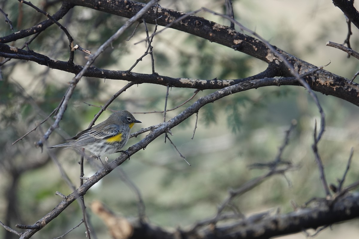 Yellow-rumped Warbler - ML645921761