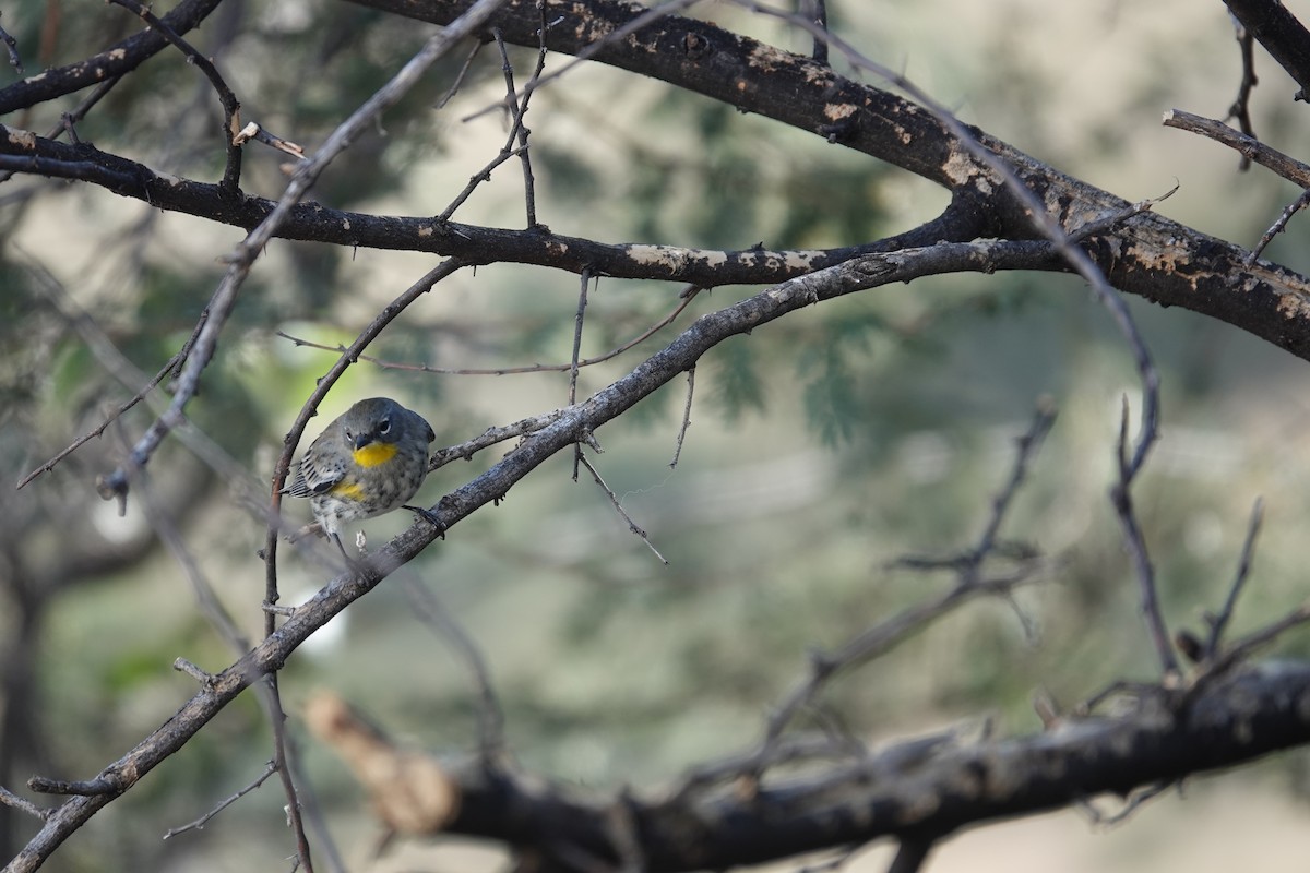 Yellow-rumped Warbler - ML645921762