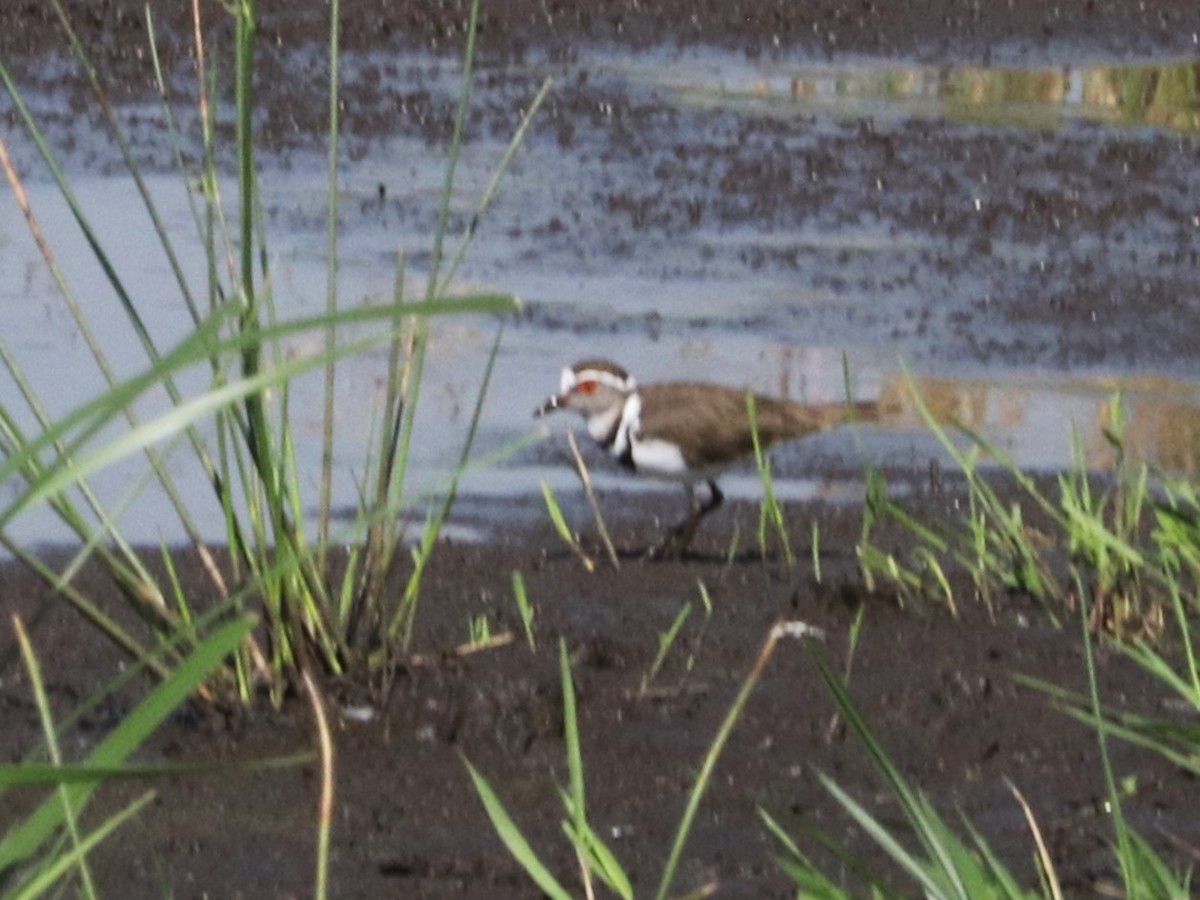 Three-banded Plover - ML645921763