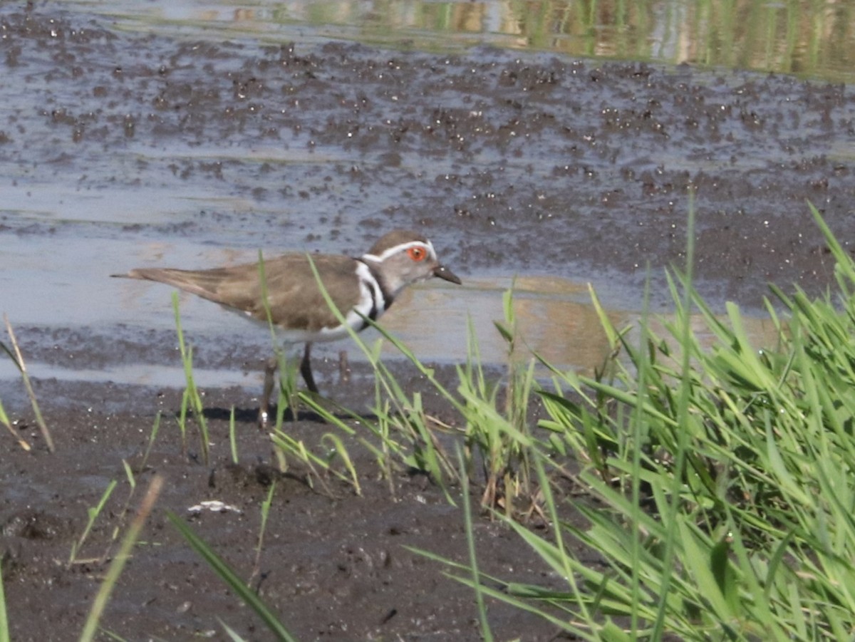Three-banded Plover - ML645921764