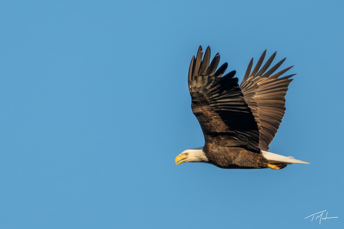 Bald Eagle - ML645921765