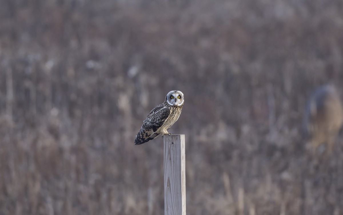 短耳鴞 - ML645921766