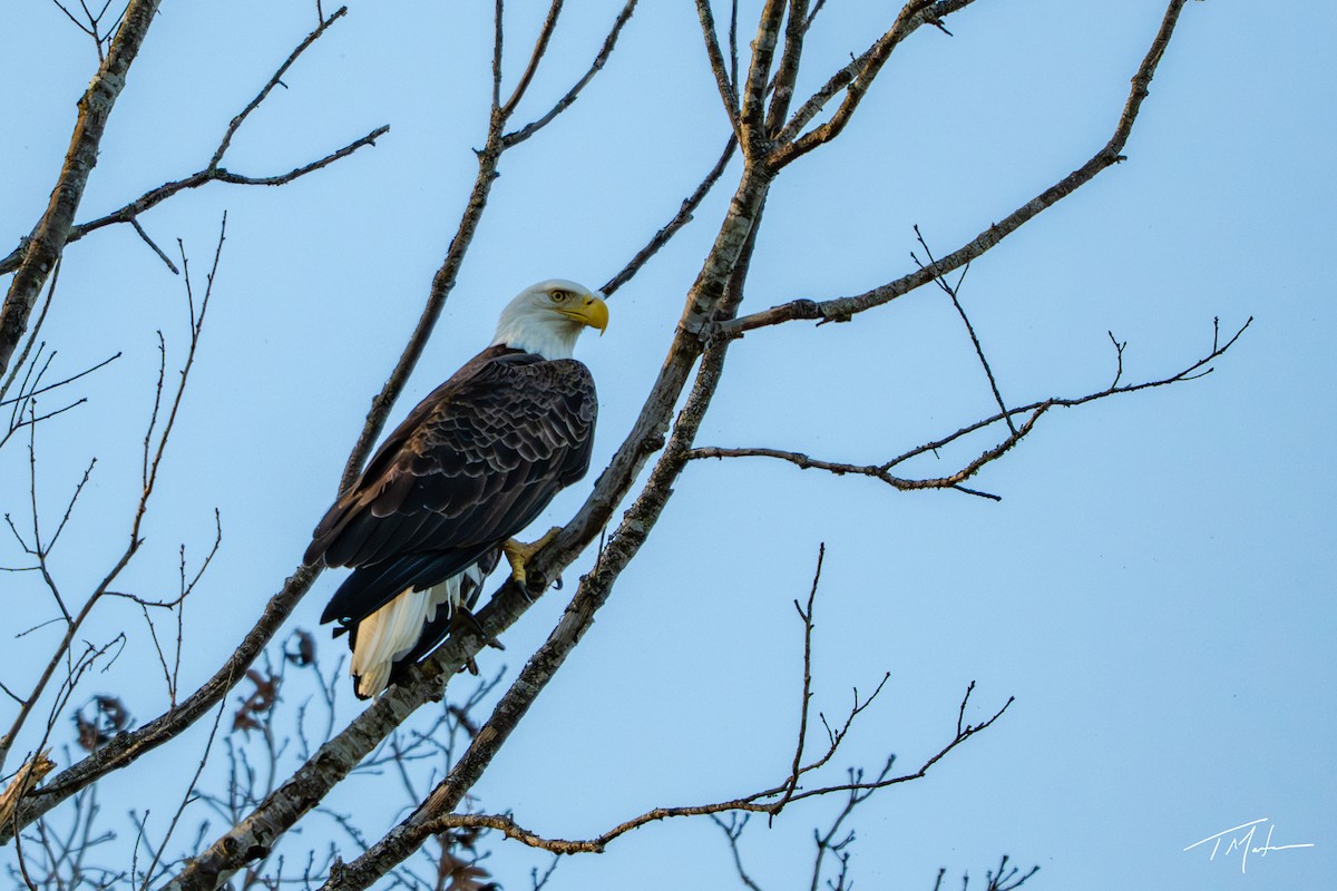 Bald Eagle - ML645921767