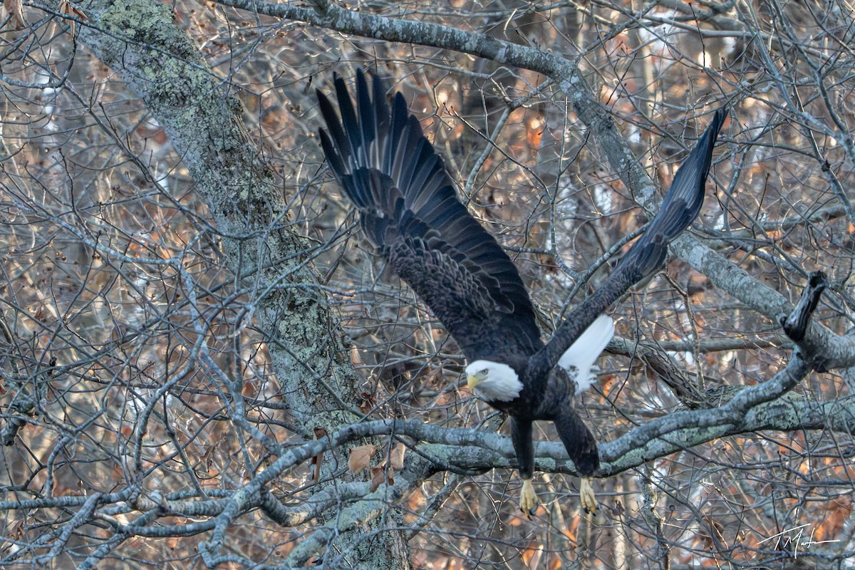 Bald Eagle - ML645921768