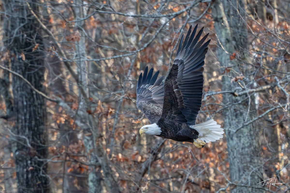 Bald Eagle - ML645921769