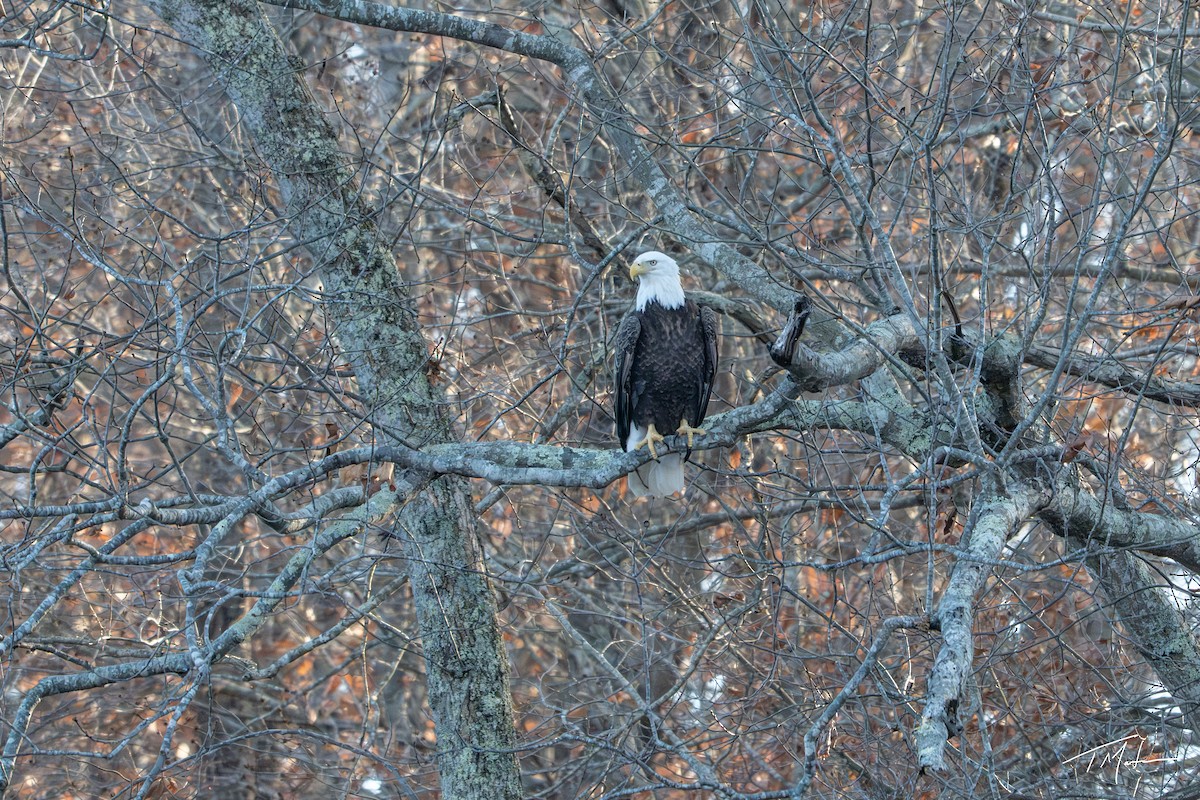 Bald Eagle - ML645921770