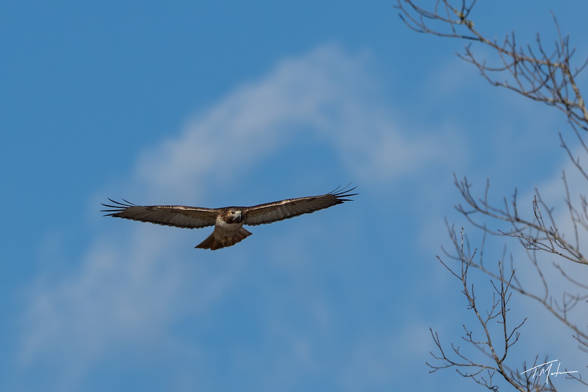 Red-tailed Hawk - ML645921771