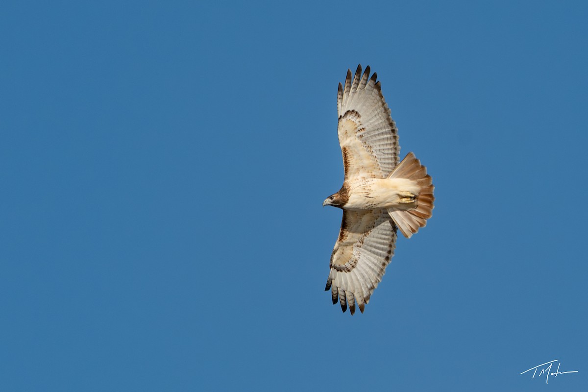 Red-tailed Hawk - ML645921772