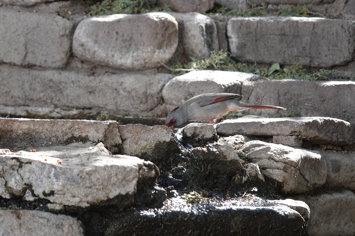 Pyrrhuloxia - ML645921775