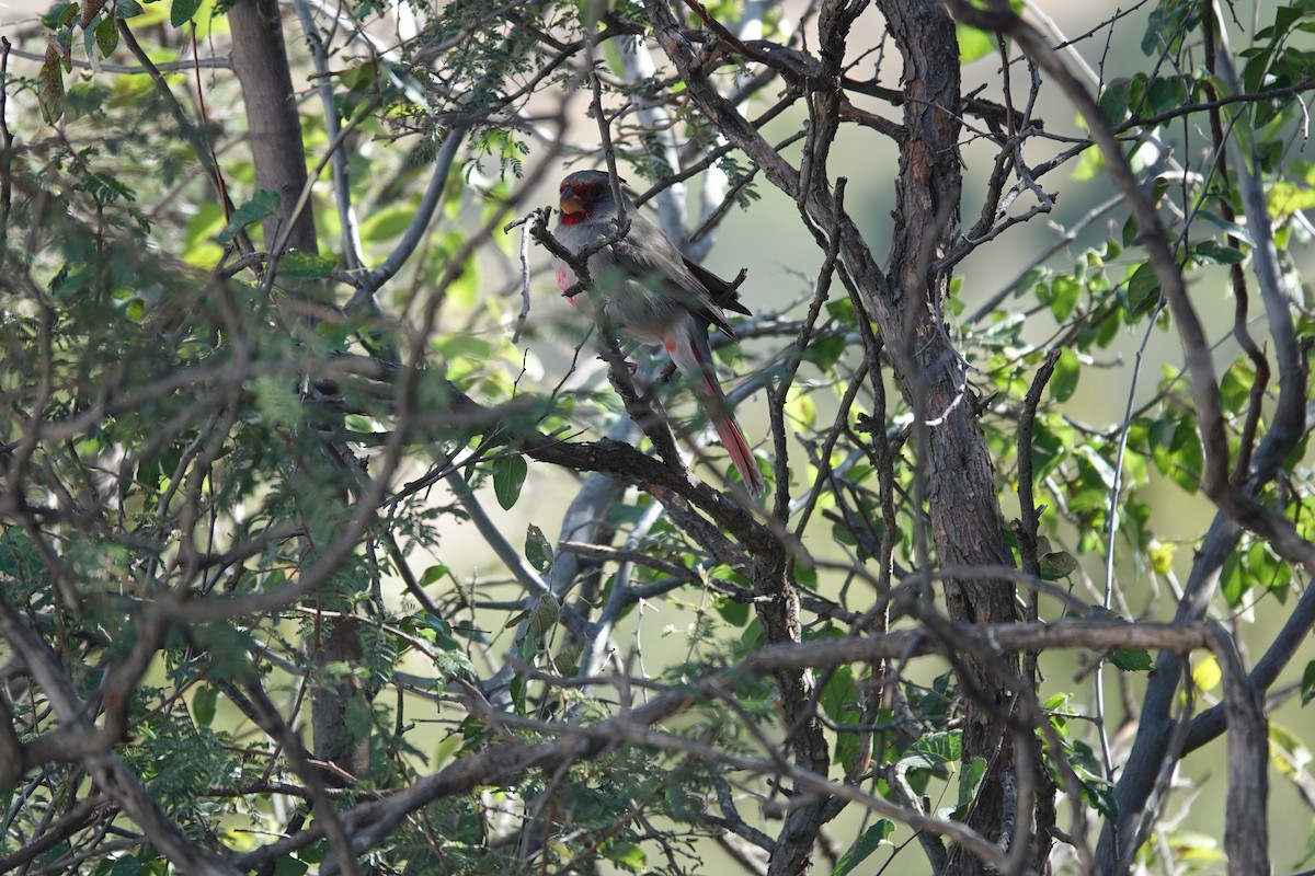 Pyrrhuloxia - ML645921776