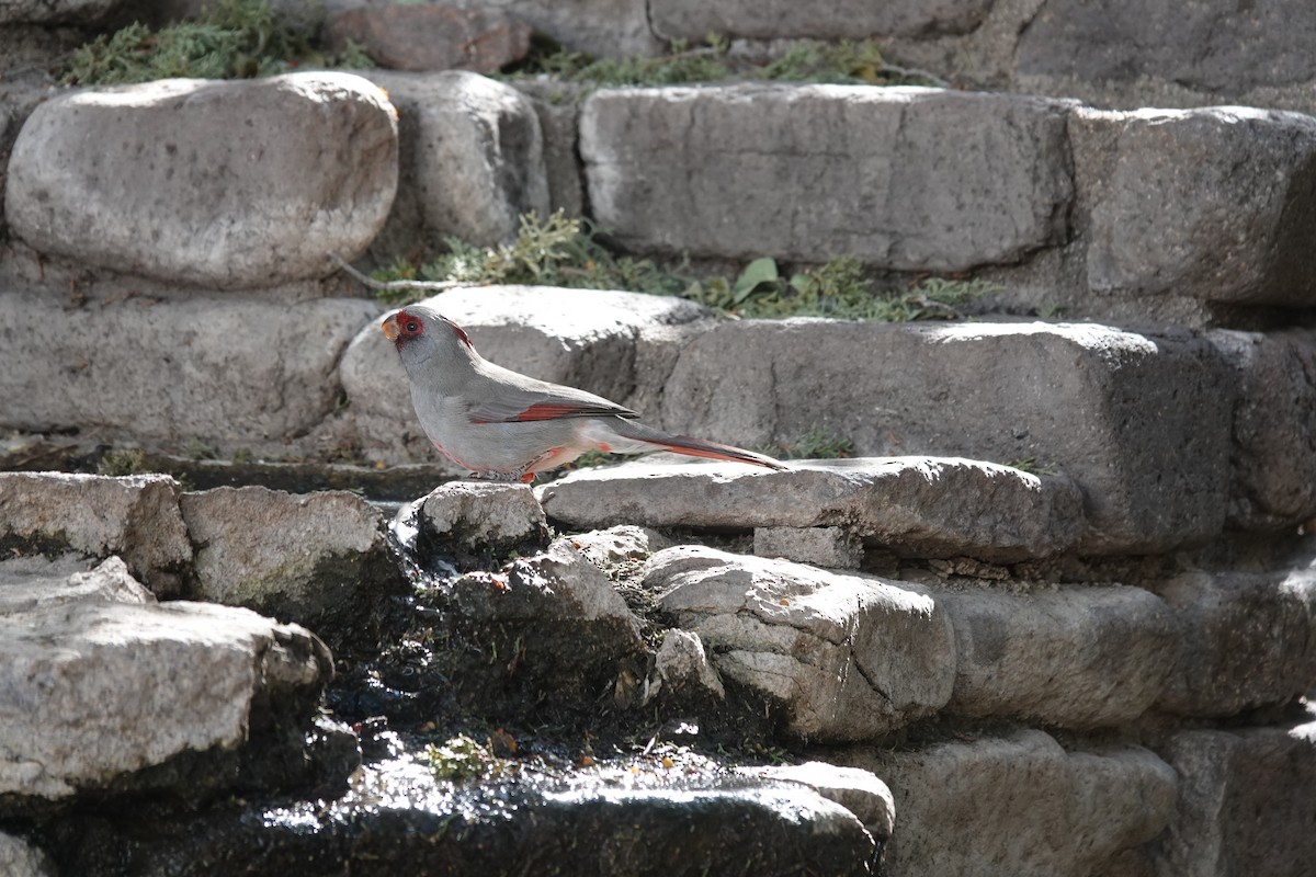 Pyrrhuloxia - ML645921777