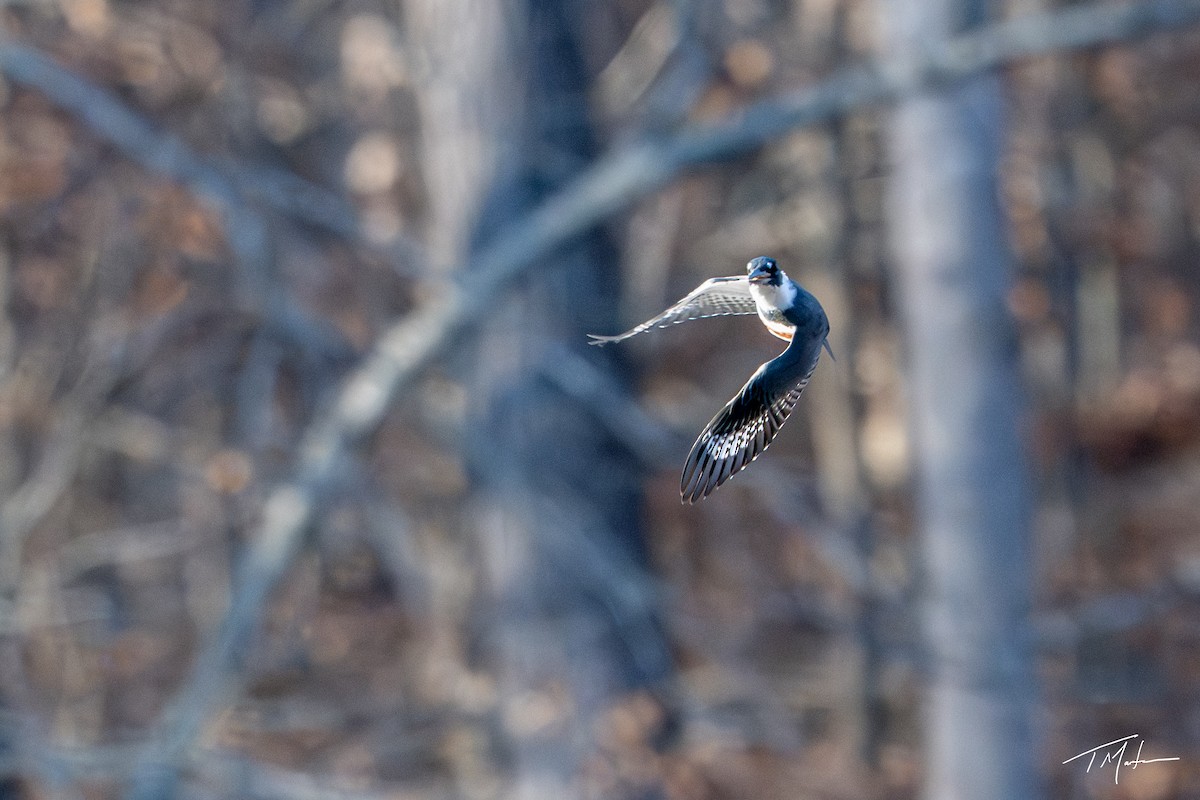 Belted Kingfisher - ML645921782