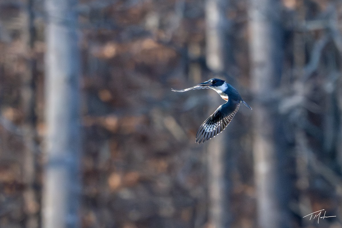 Belted Kingfisher - ML645921783