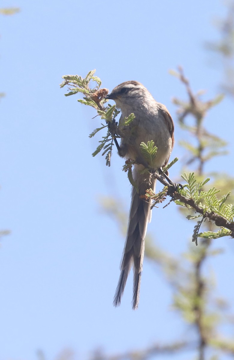 Plain-mantled Tit-Spinetail - ML645921799