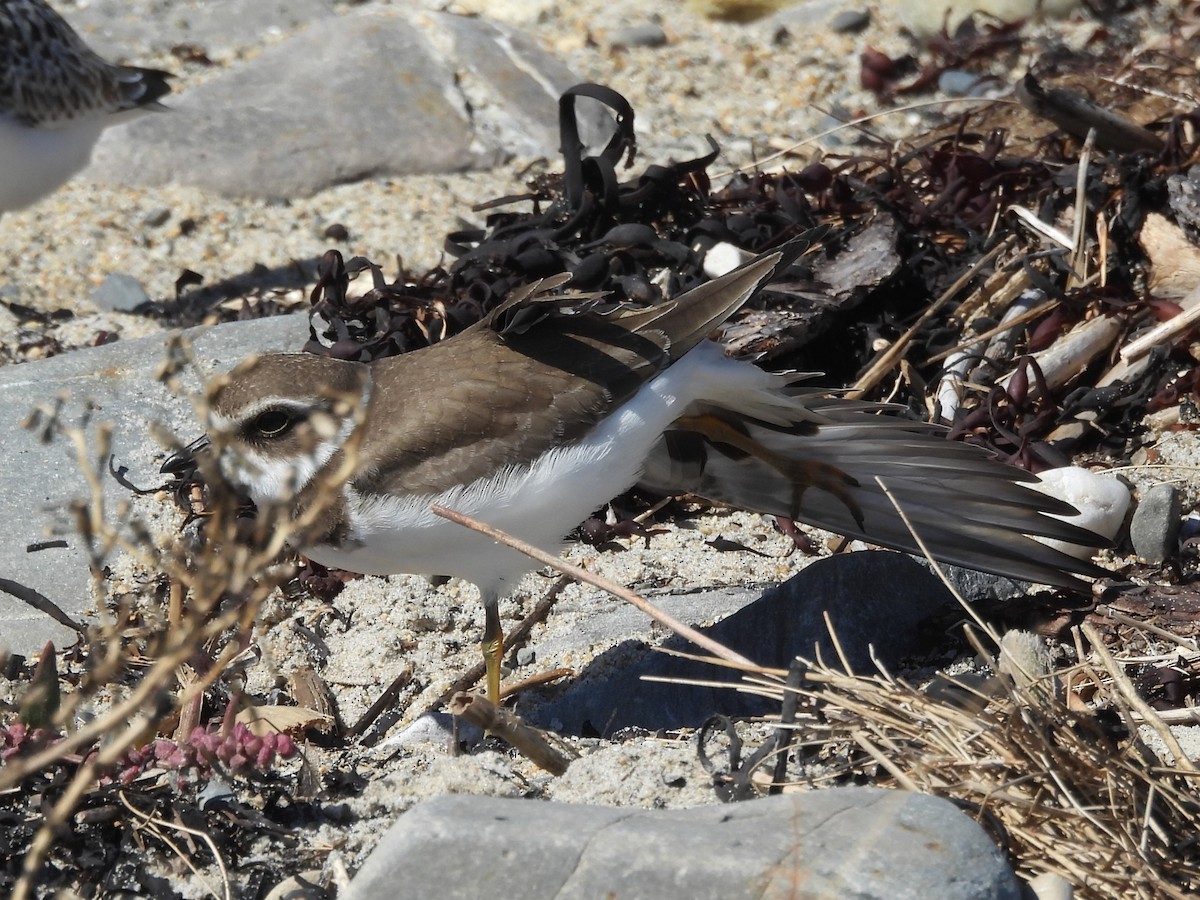 Semipalmated Plover - ML645921803