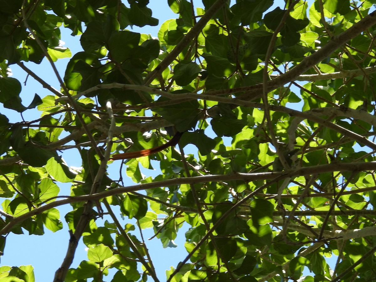 African Paradise-Flycatcher - ML645921804