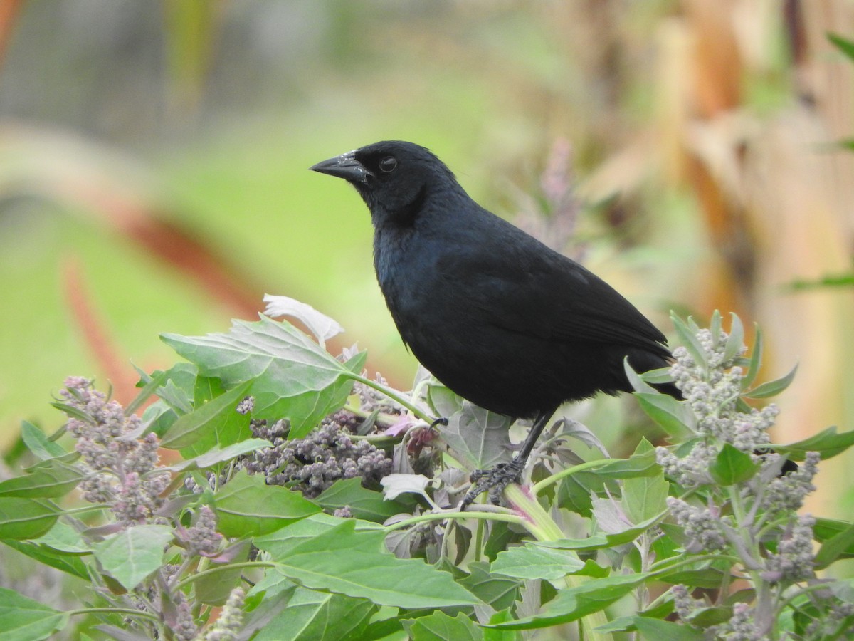 Scrub Blackbird - ML645921807