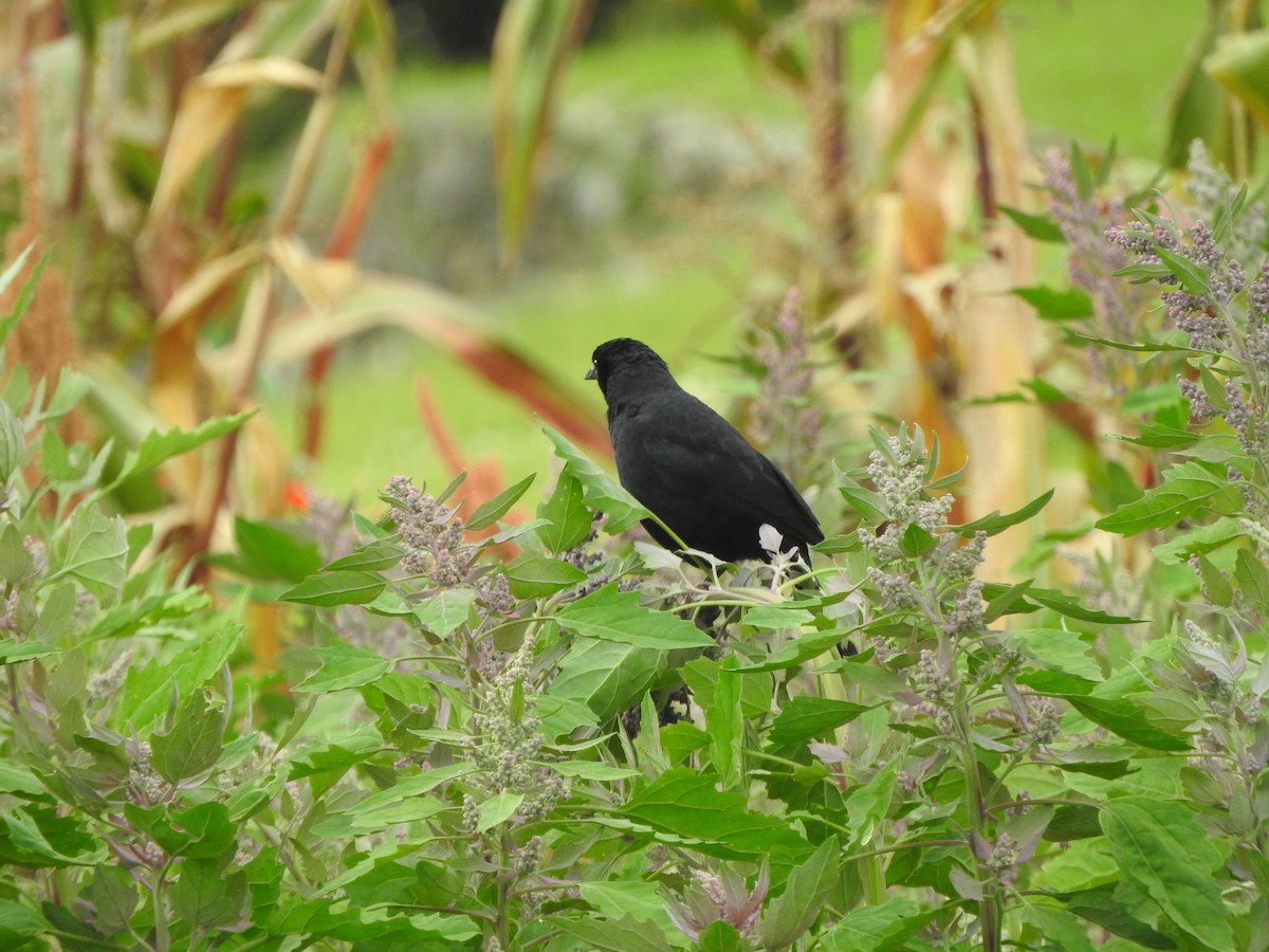 Scrub Blackbird - ML645921808