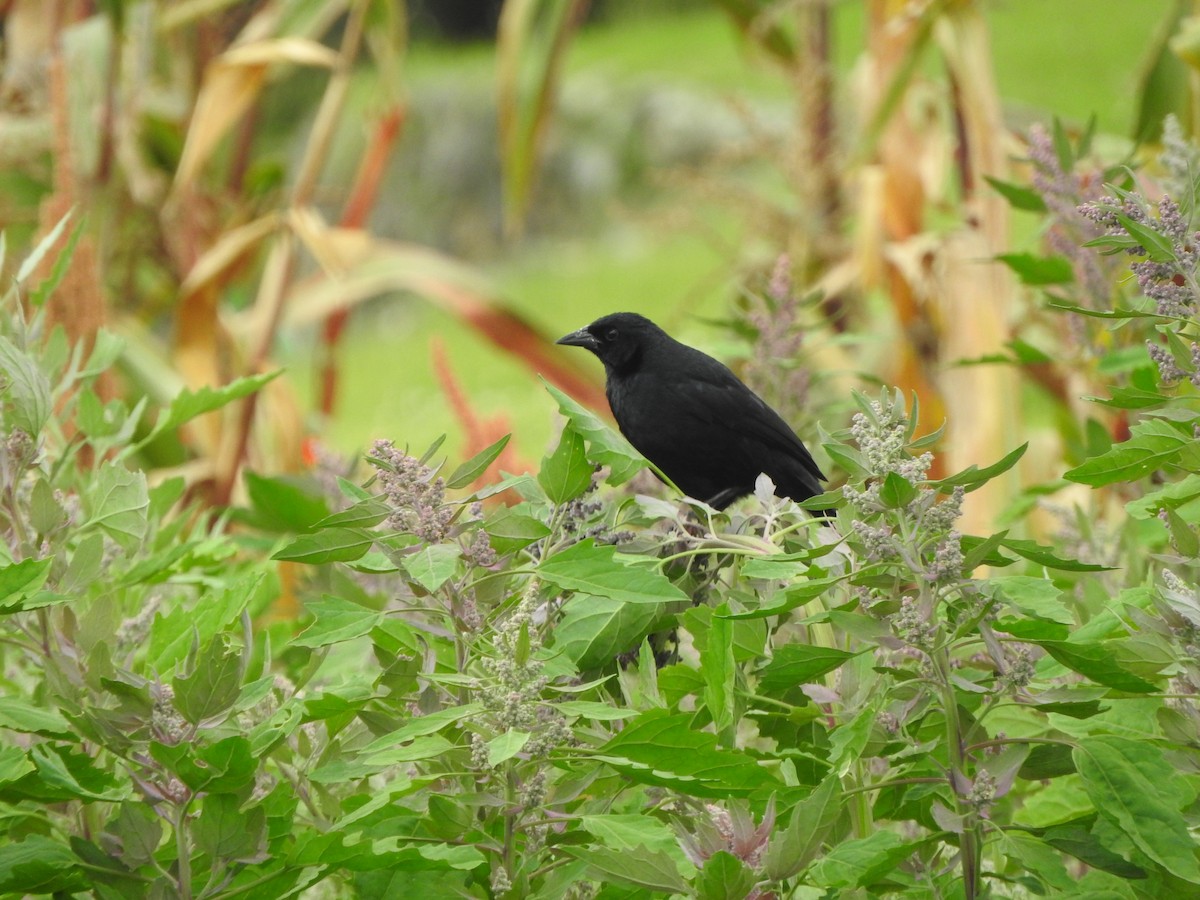 Scrub Blackbird - ML645921809