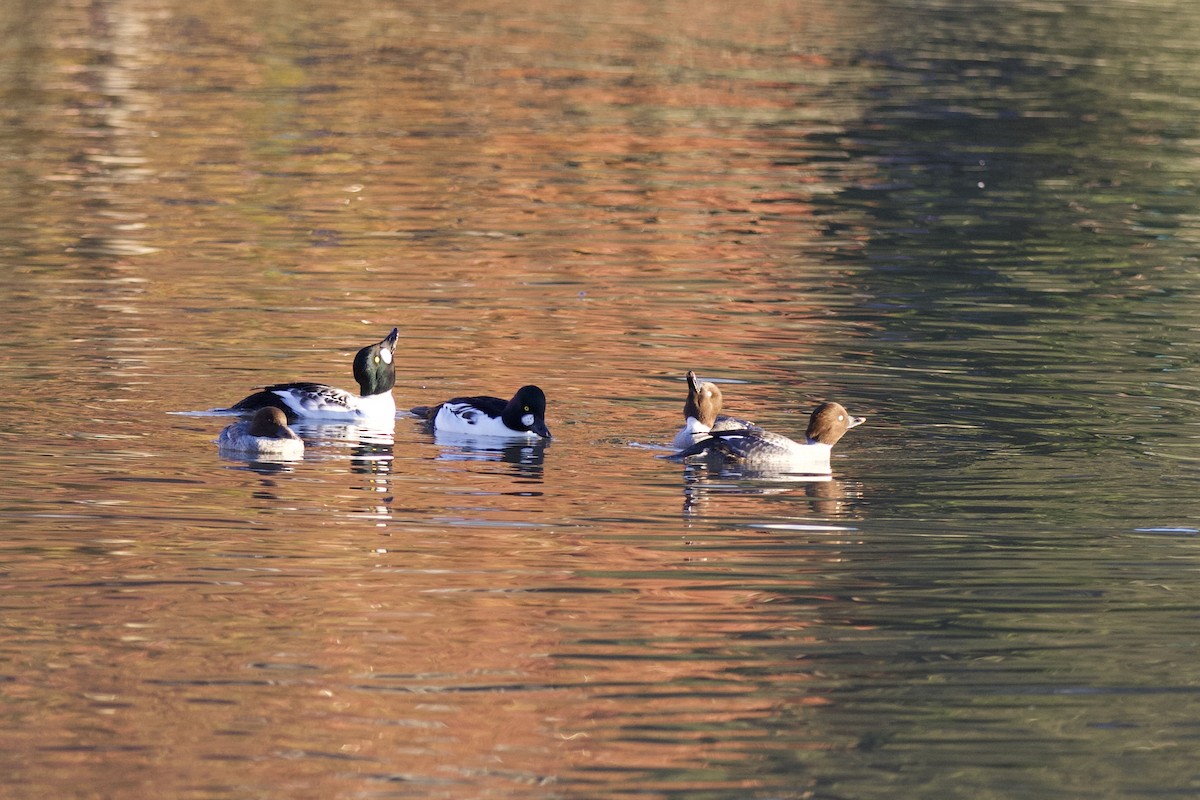 Common Goldeneye - ML645921811