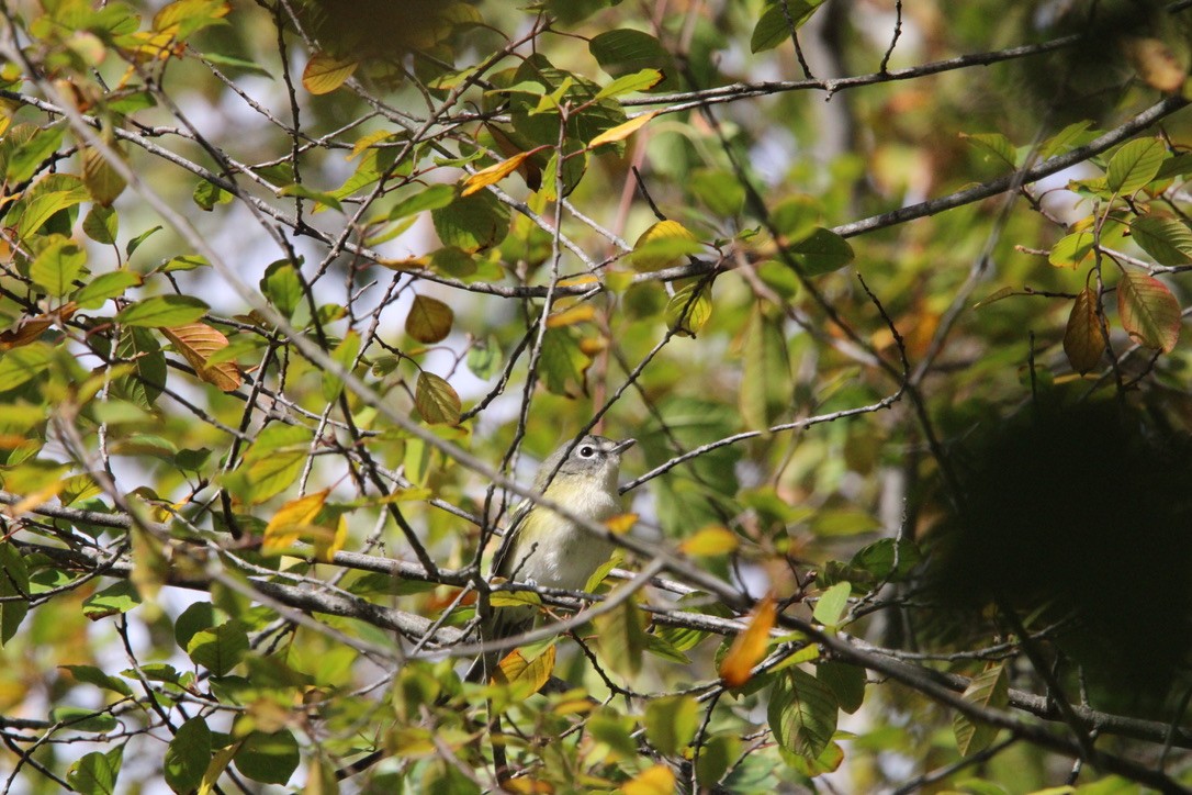 Blue-headed Vireo - ML645921822