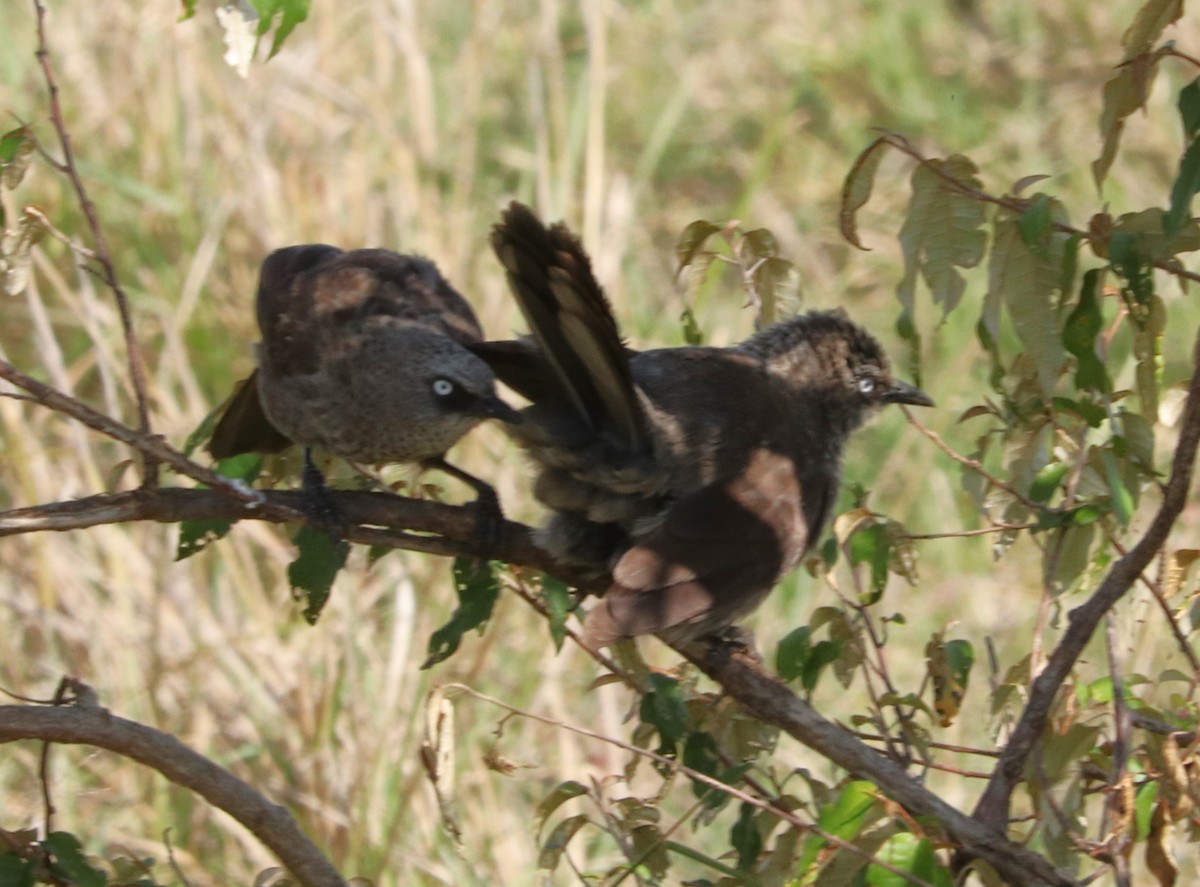 Black-lored Babbler - ML645921823