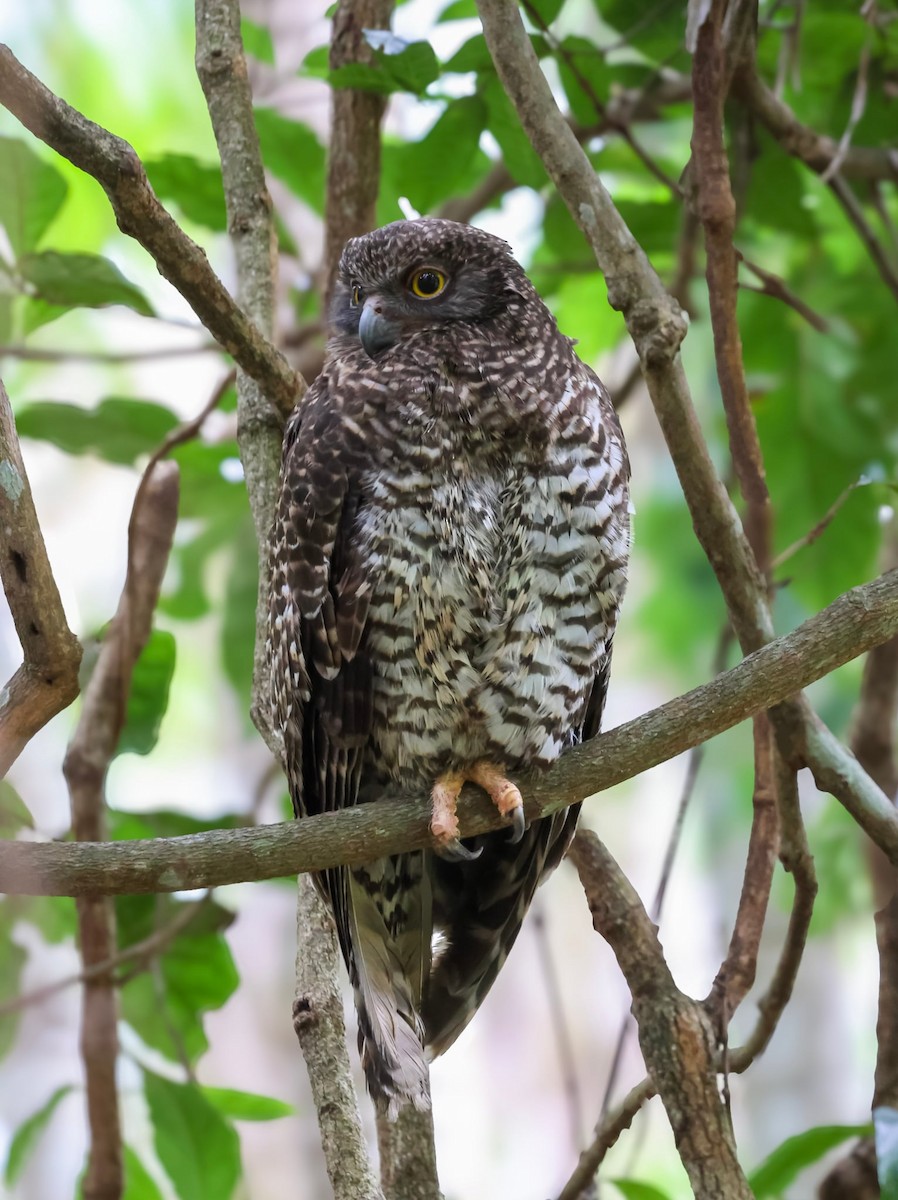 Powerful Owl - ML645921824