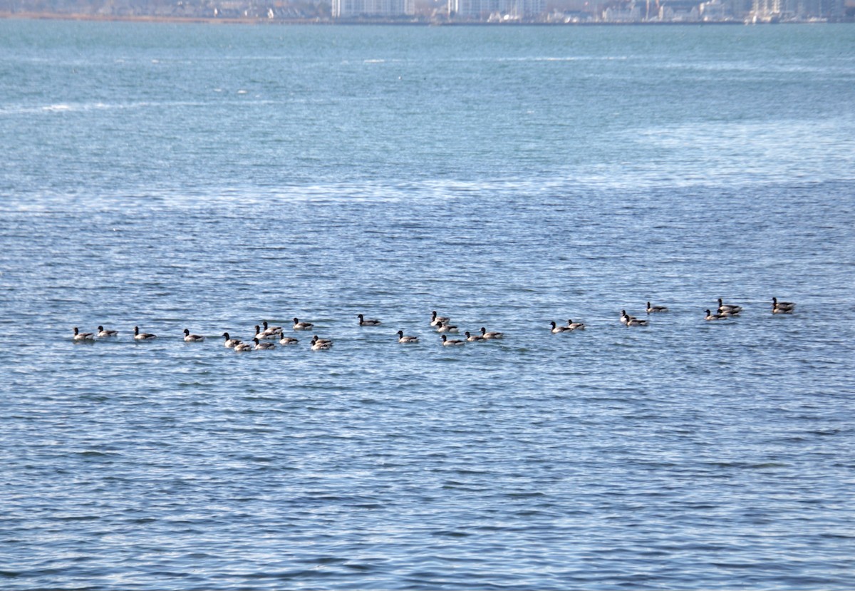 Brant (Pale-bellied) - ML645921827