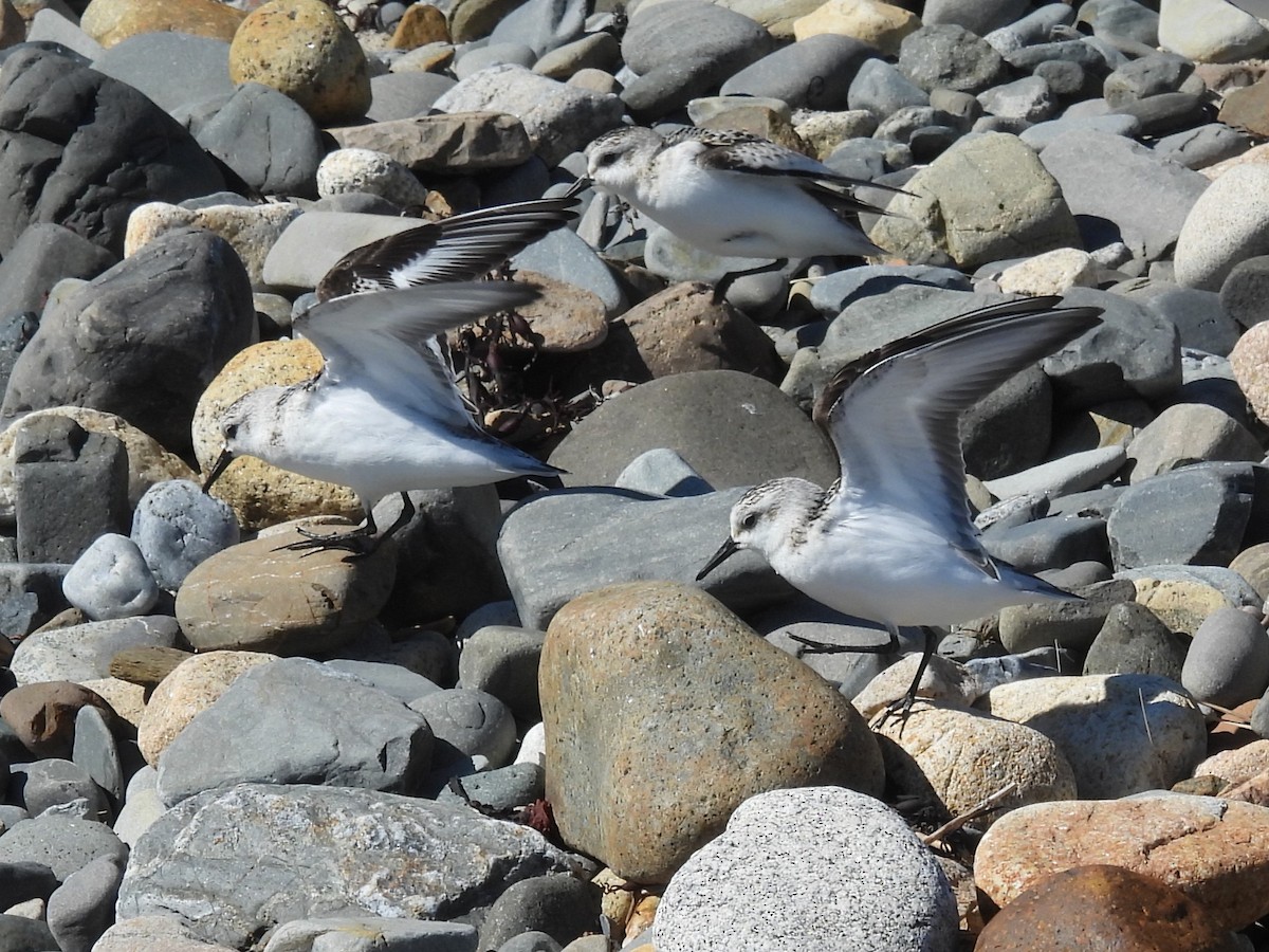 Sanderling - ML645921828