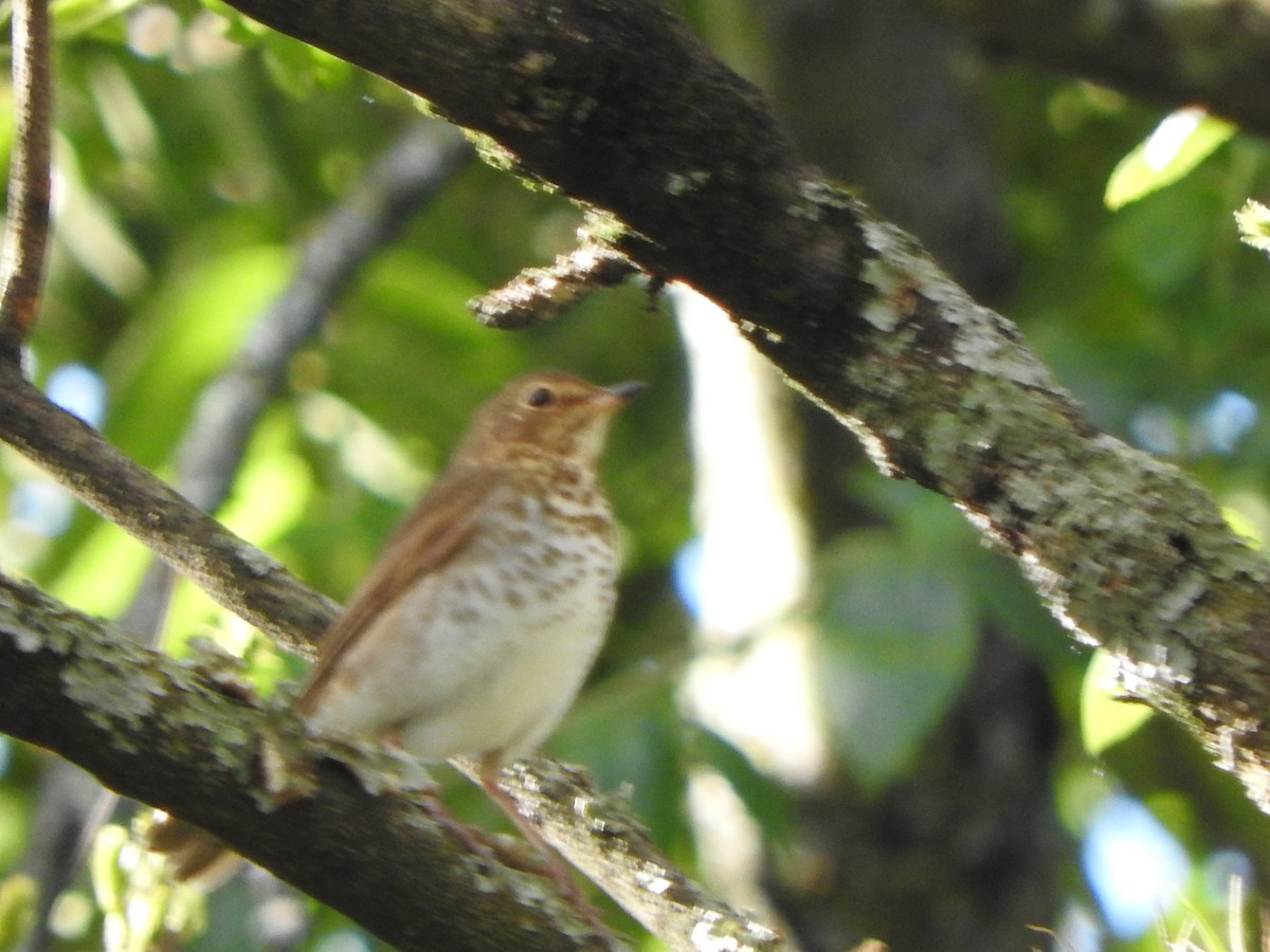 Swainson's Thrush - ML645921829