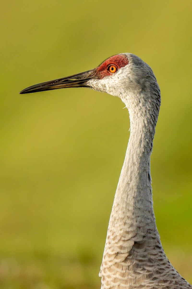 Sandhill Crane - ML645921830