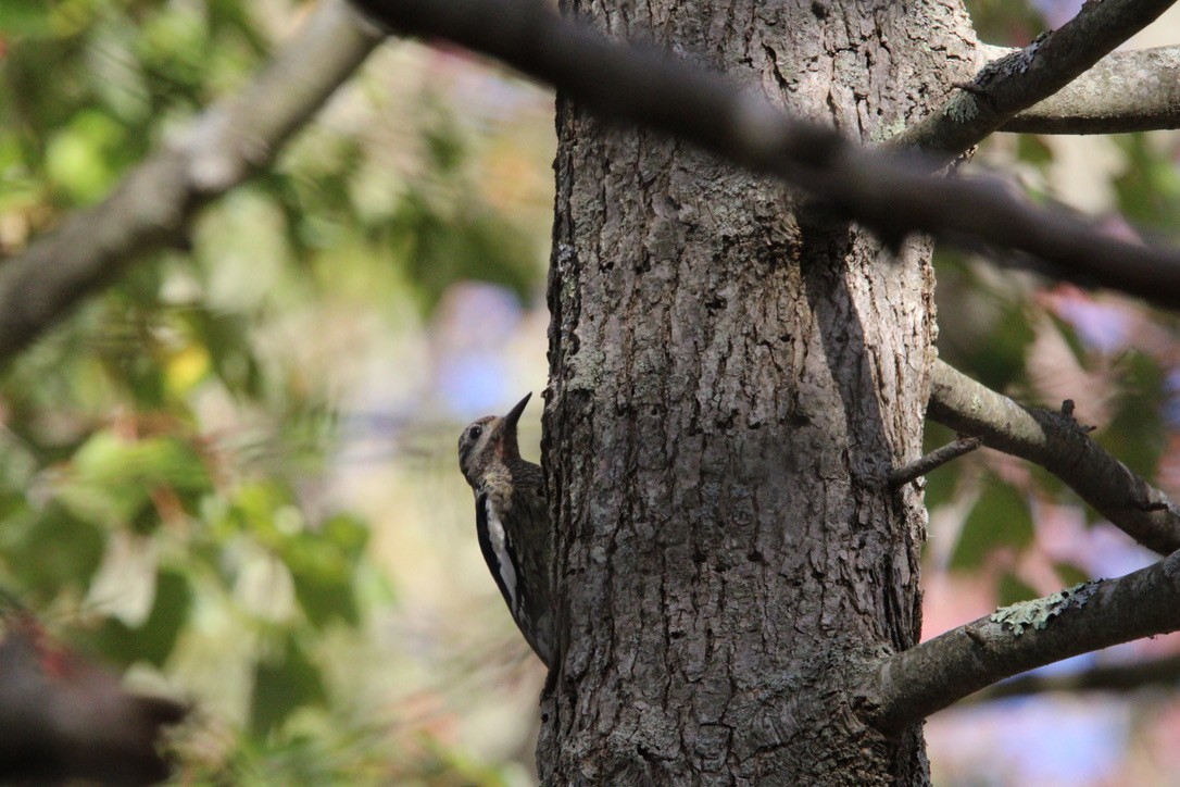 Yellow-bellied Sapsucker - ML645921832