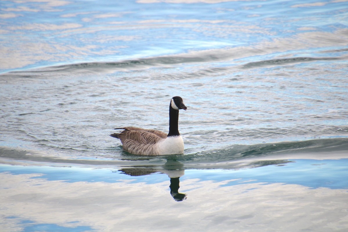 Canada Goose - ML645921833