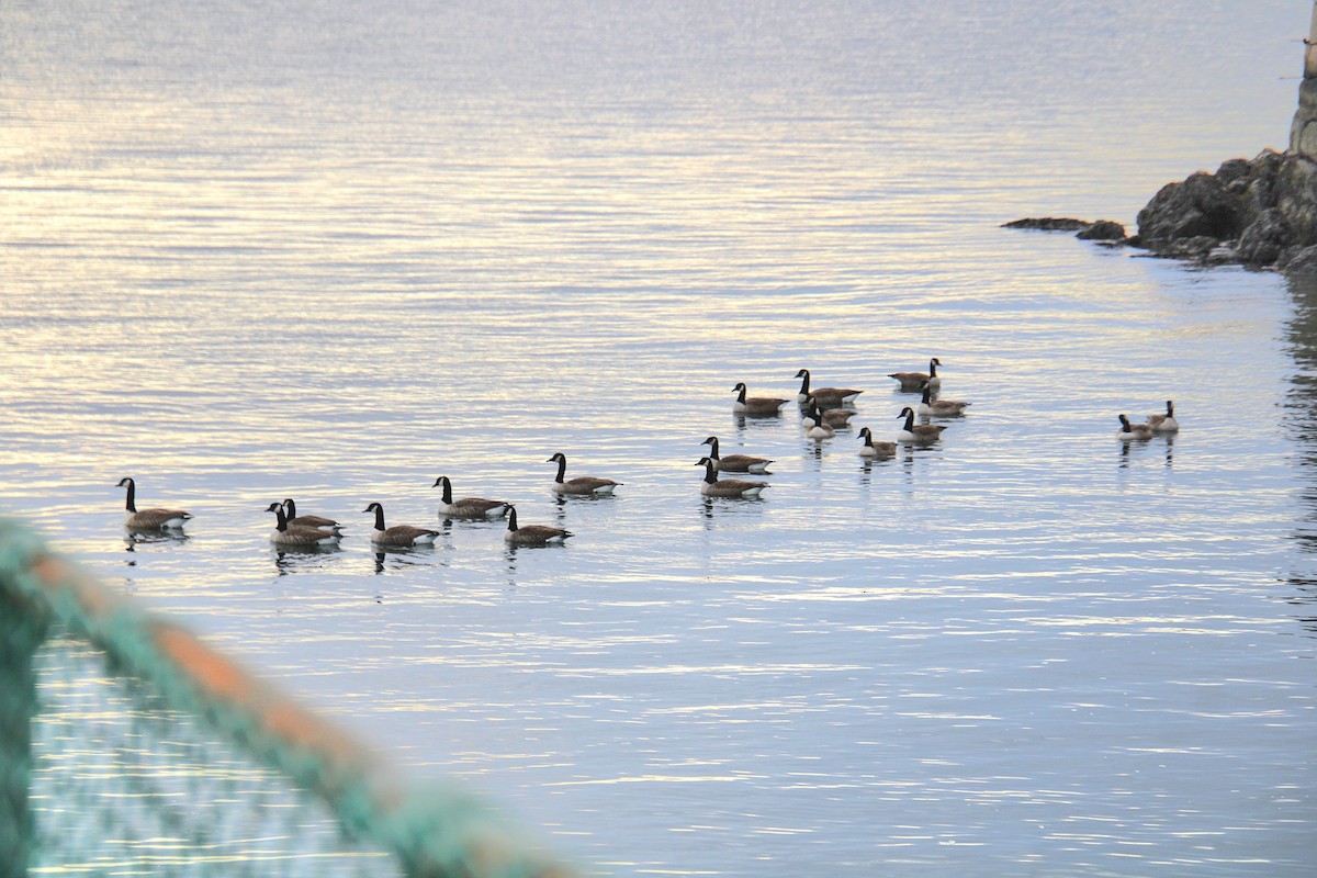 Canada Goose - ML645921834