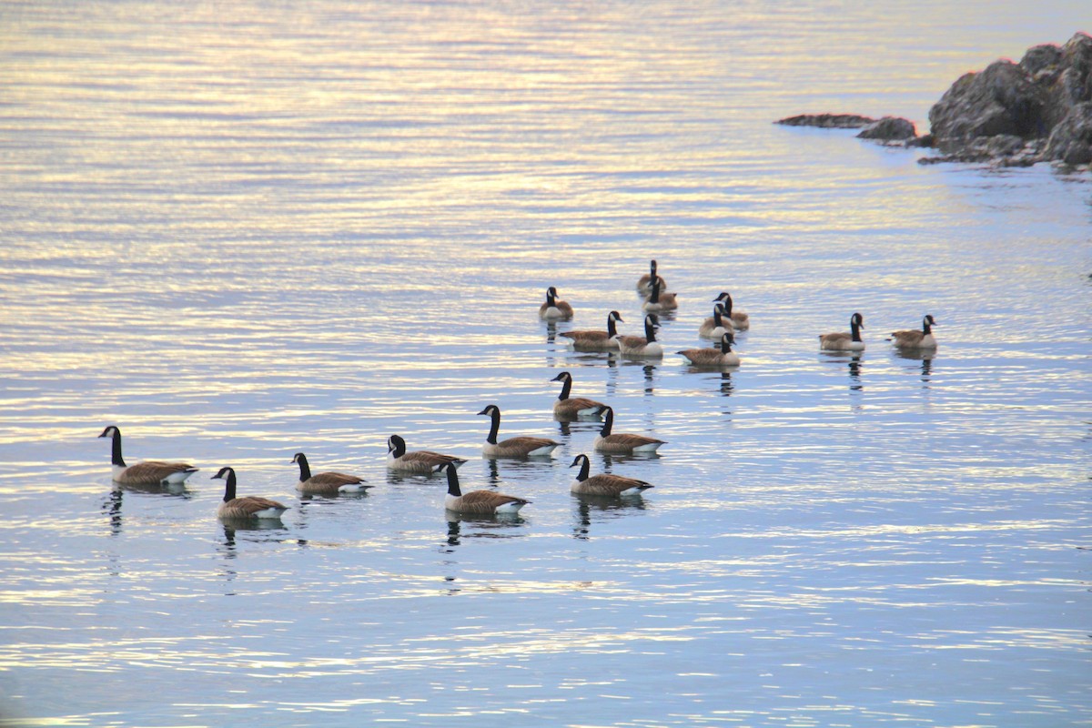 Canada Goose - ML645921835