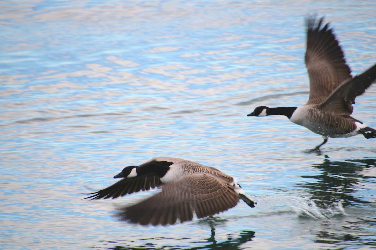 Canada Goose - ML645921836
