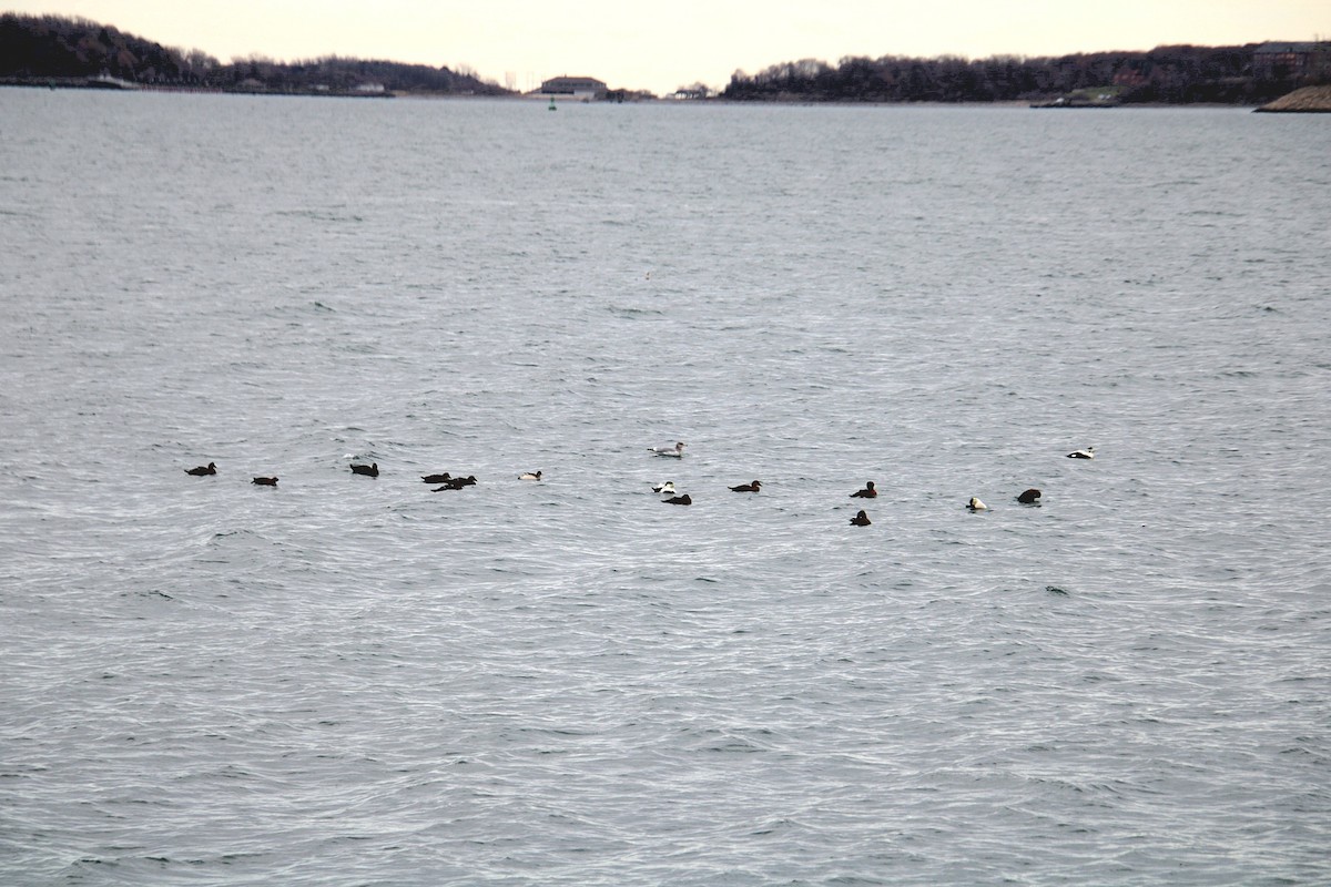 Canada Goose - ML645921837