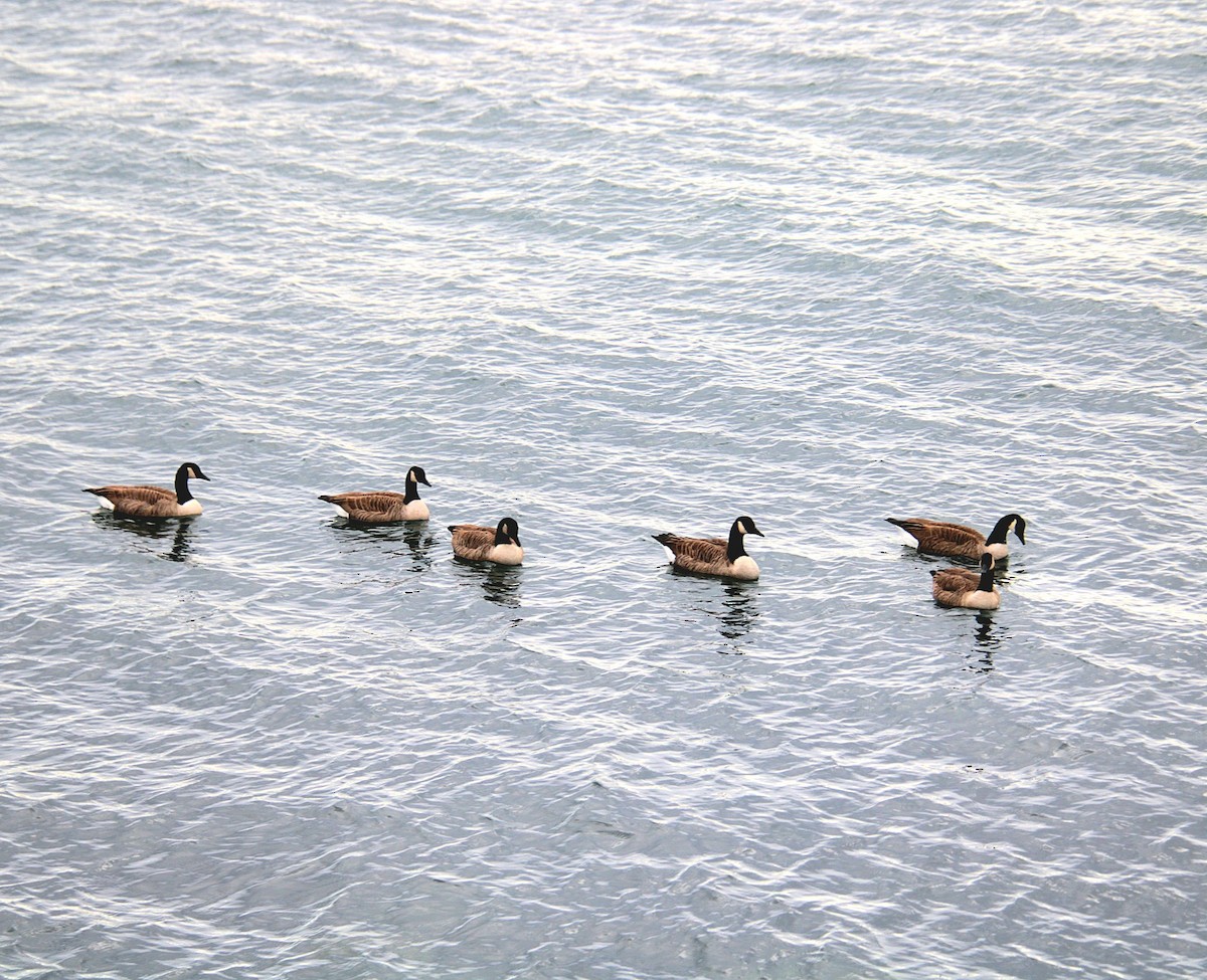 Canada Goose - ML645921838