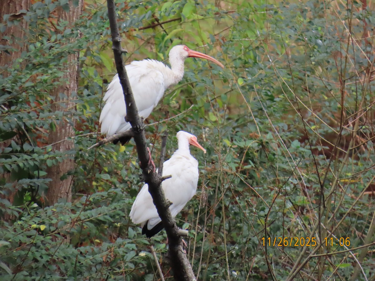 White Ibis - ML645921839