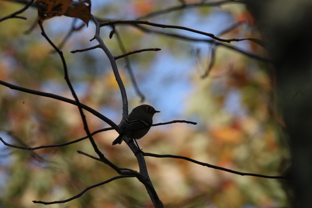 Ruby-crowned Kinglet - ML645921840