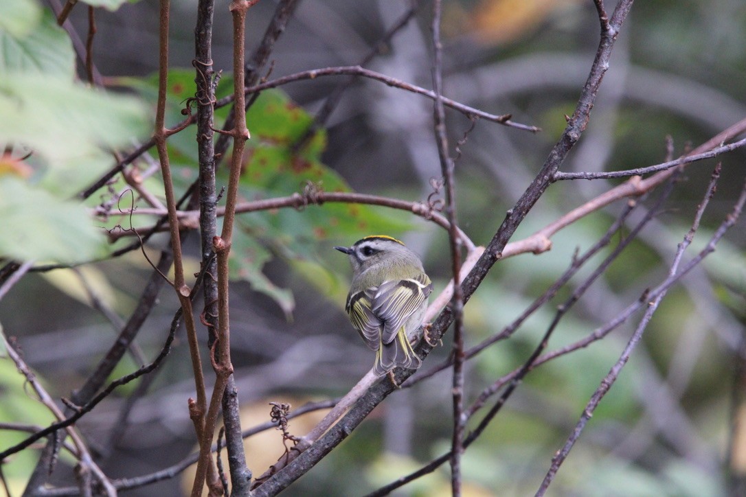 Golden-crowned Kinglet - ML645921842