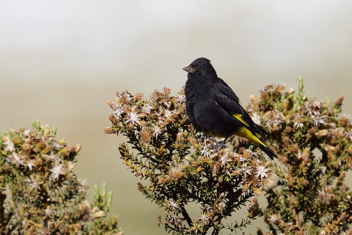 Schwarzzeisig - ML645921857