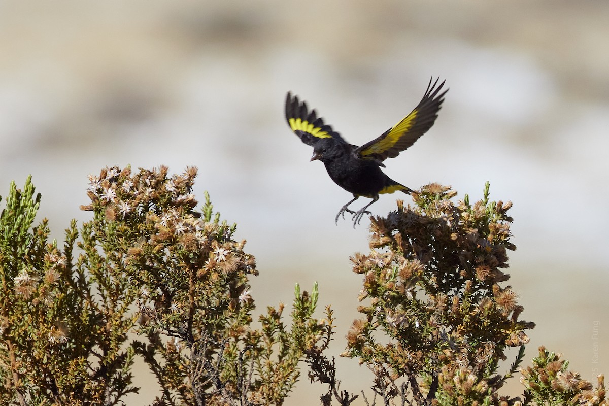 Schwarzzeisig - ML645921859