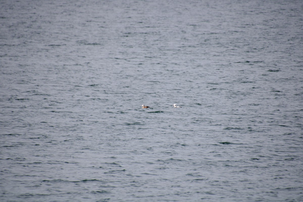 コオリガモ - ML645921867