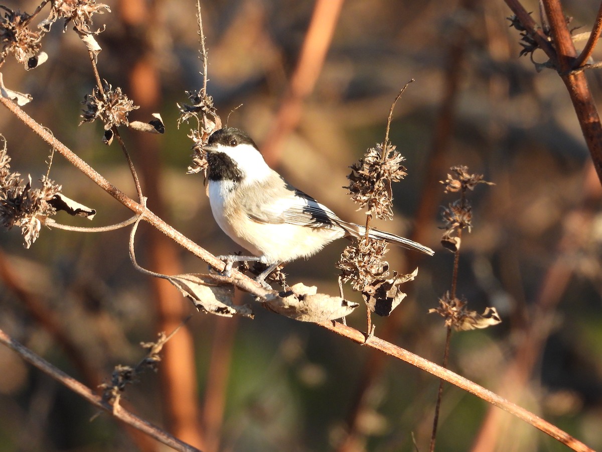 Amerika Baştankarası - ML645921870