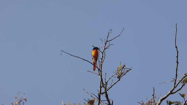 Turuncu Minivet - ML645921873