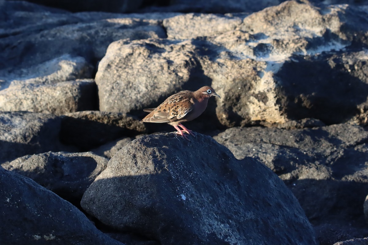 Galapagos Kumrusu - ML645921874