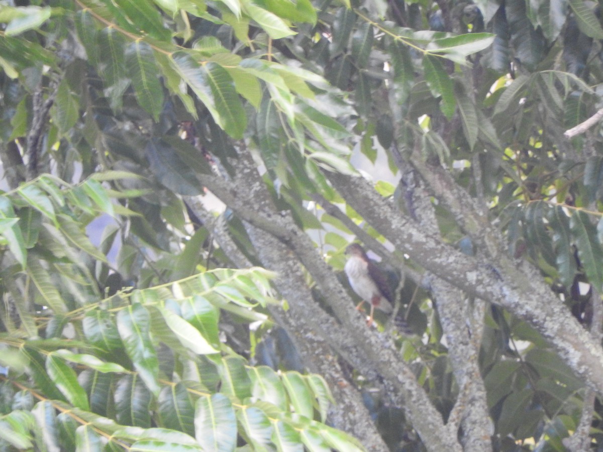 Amerika Atmacası - ML645921875