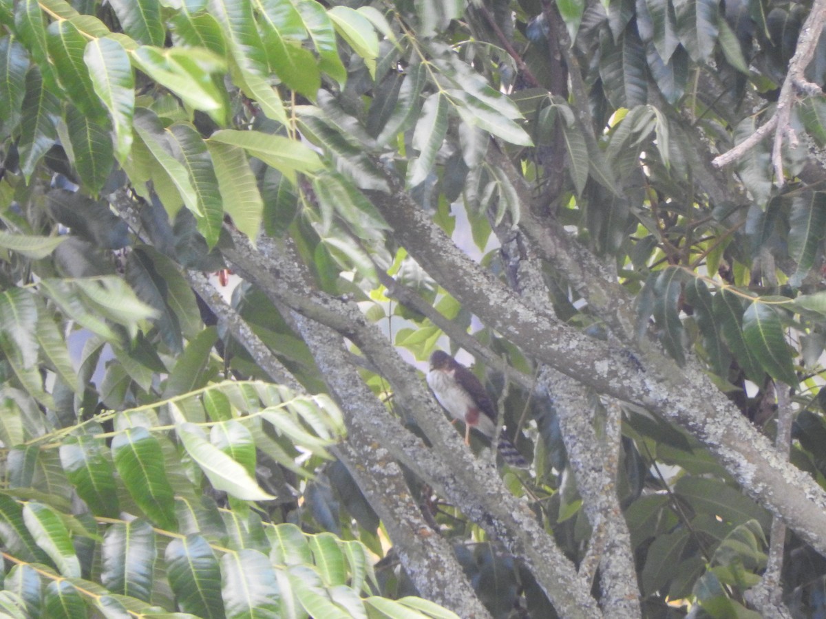 Amerika Atmacası - ML645921876